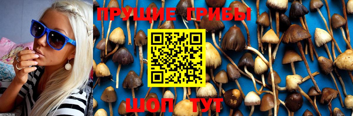 Галлюциногенные грибы Cubensis Семёнов